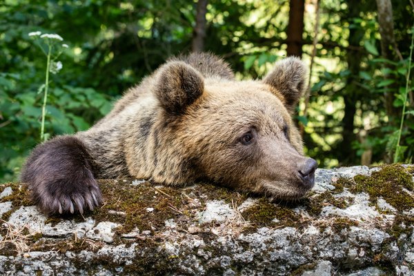 Brown bear