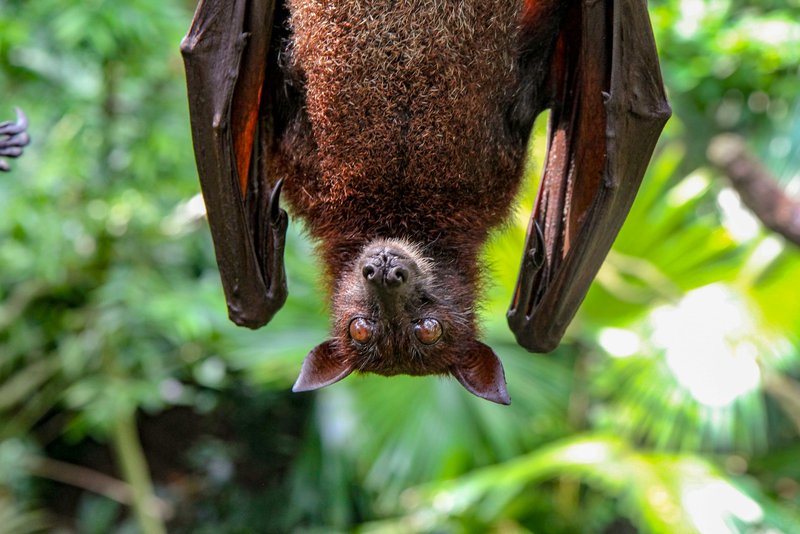 A fruit bat hanging in a tree