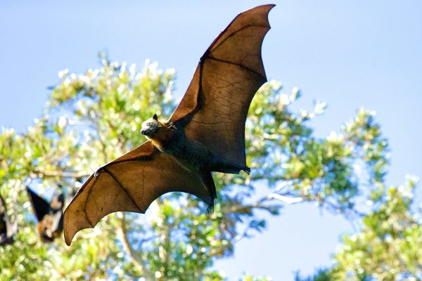 Cambodian bats