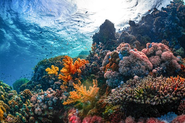 Coral reefs