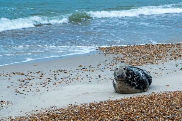 Grey seal