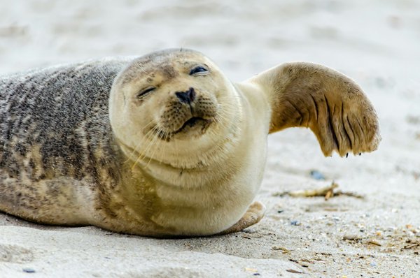Harbour seal