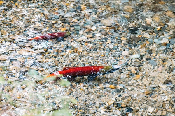 Pacific salmon