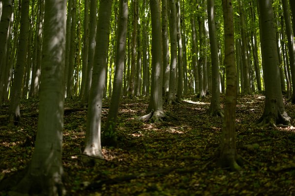 Temperate forests
