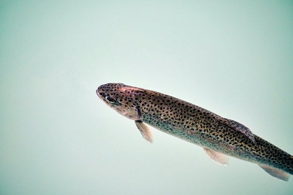 Westslope cutthroat trout