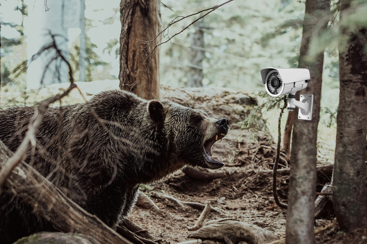 Bear Detector for Human Wildlife conflicts