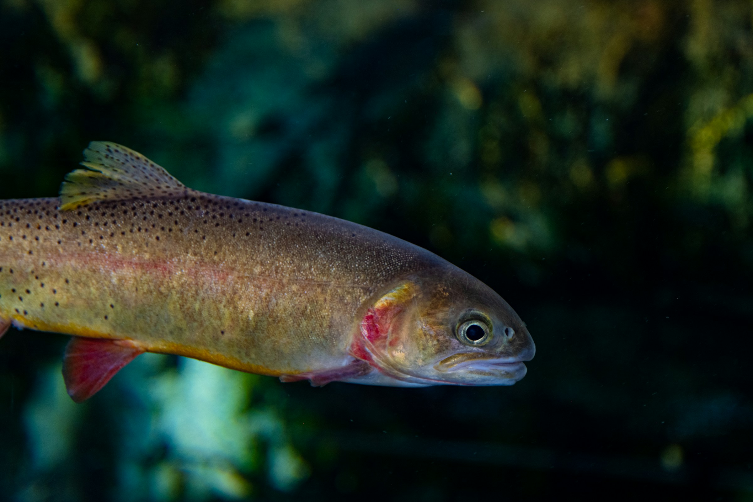 Trout Identification