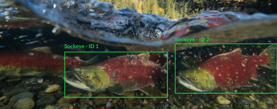 Wild Salmon Migration Monitoring