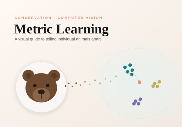 Learning to Compare: A Visual Guide to Metric Learning for Wildlife Re-ID