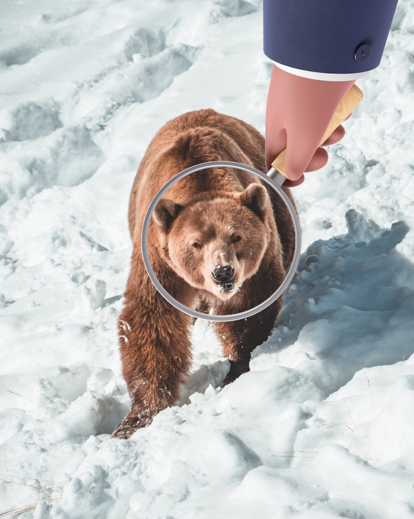 A guide to designing a bear face recognition system