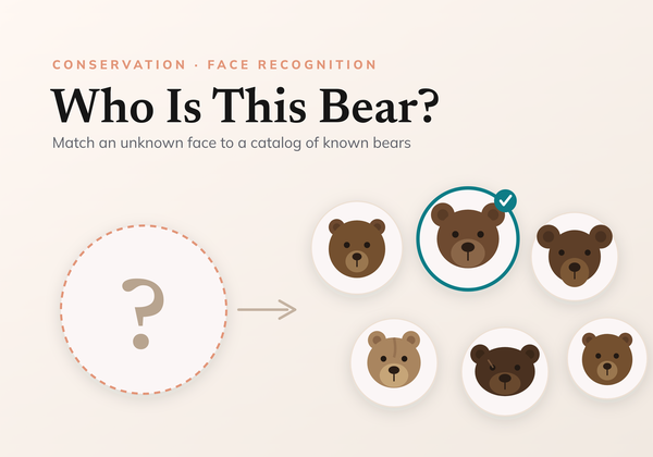 A guide to designing a bear face recognition system