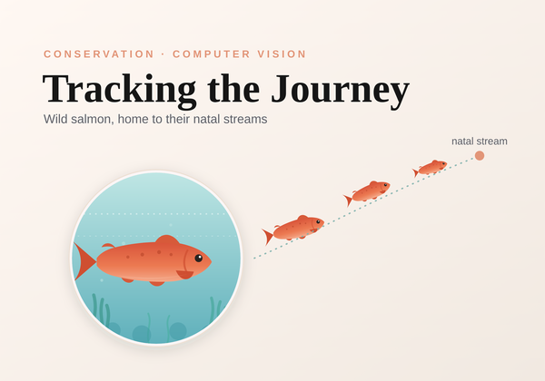 Tracking the Journey: How to Monitor Wild Salmon Migrations