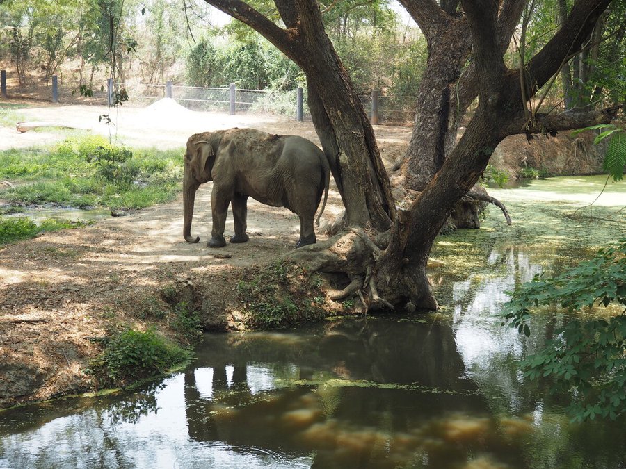Volunteering at Wildlife Rescue Centers