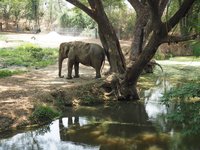 Volunteering at Wildlife Rescue Centers