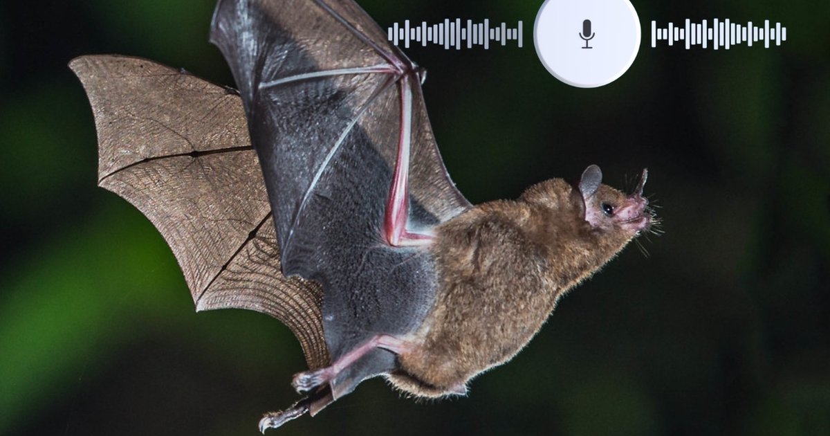 Tropical Bat Call Detection and Classification | earthtoolsmaker