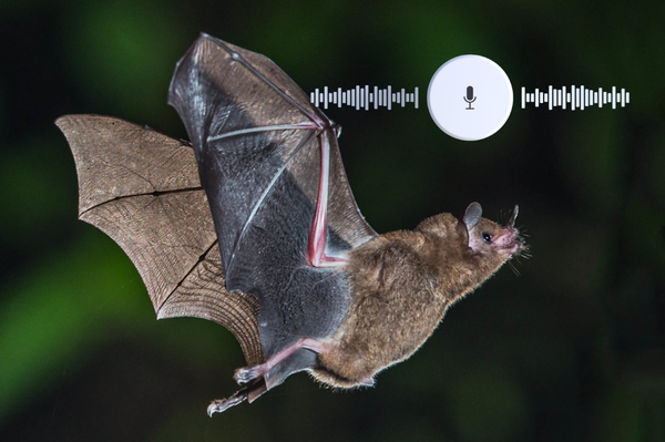 Tropical Bat Call Detection and Classification