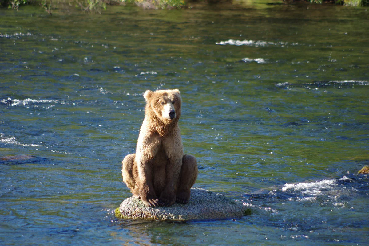 An individual brown bear
