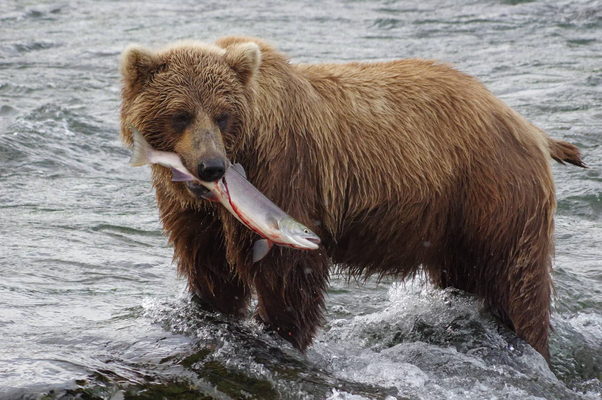 An individual brown bear
