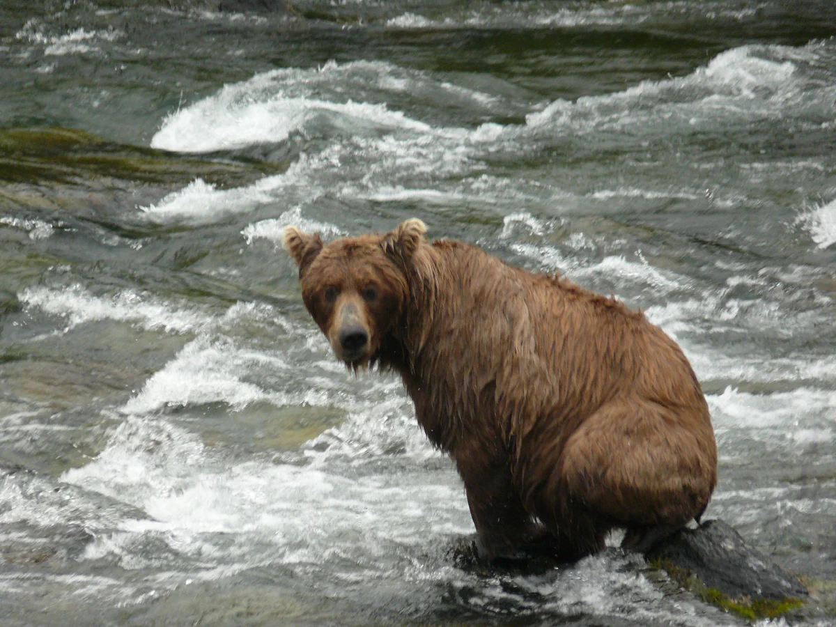 An individual brown bear