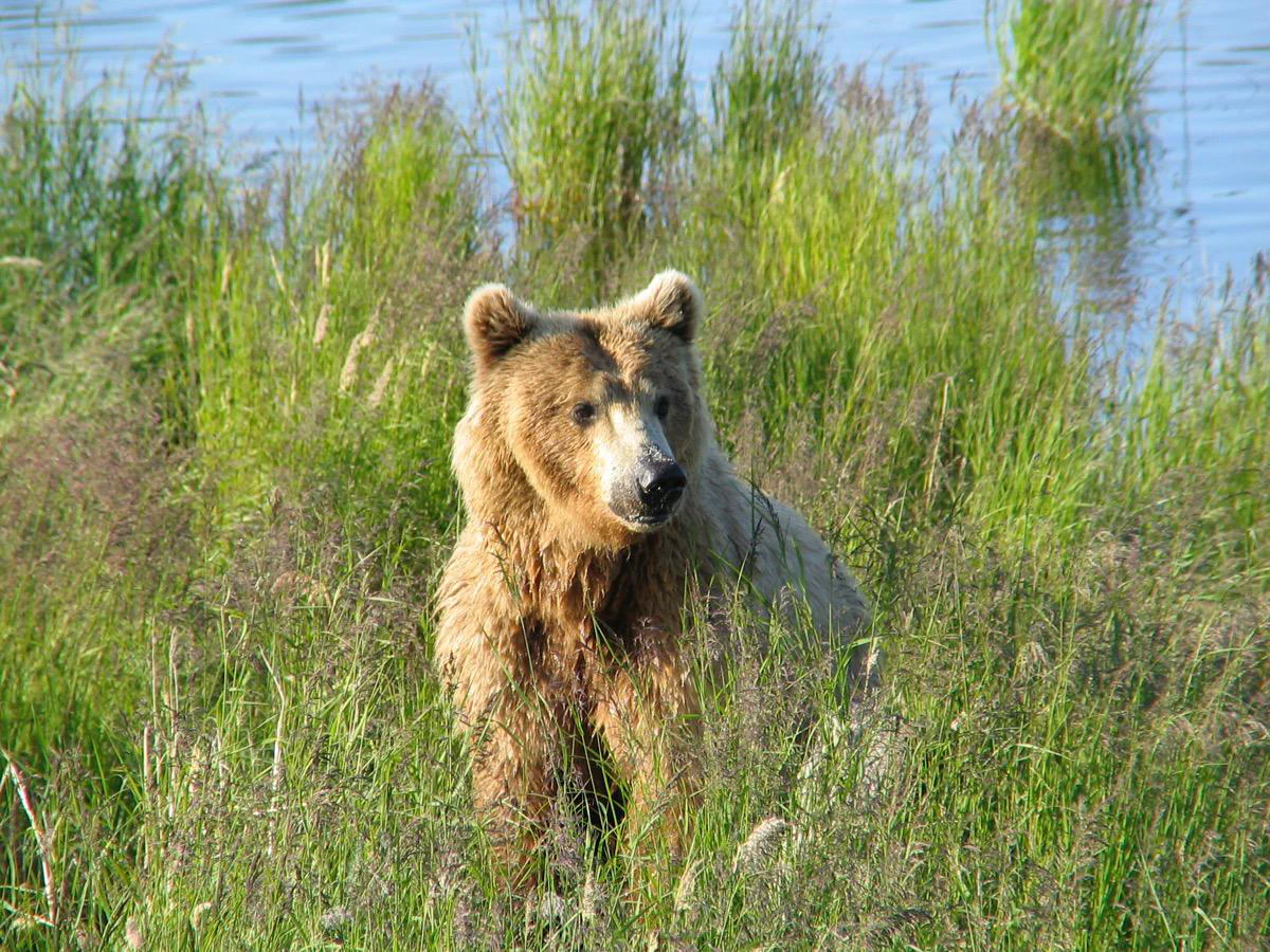 An individual brown bear