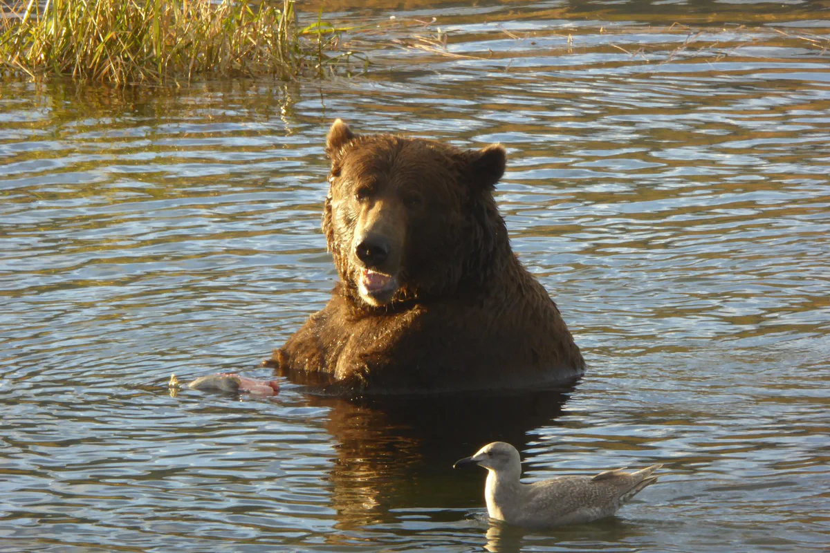 The same bear, bf32, photographed at a different time