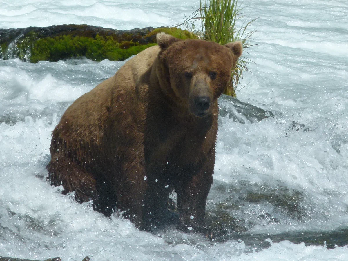 The same bear, bf32, photographed at a different time