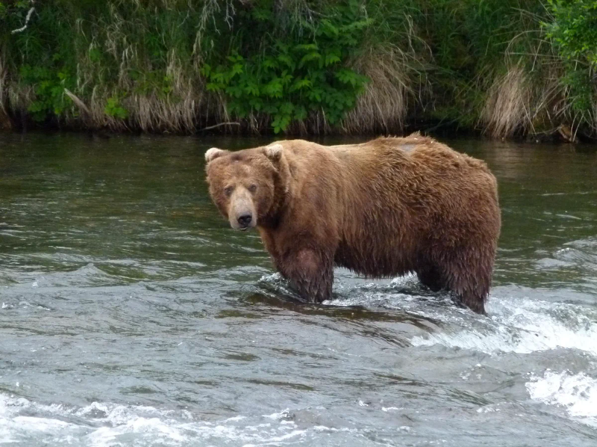 The same bear, bf32, photographed at a different time