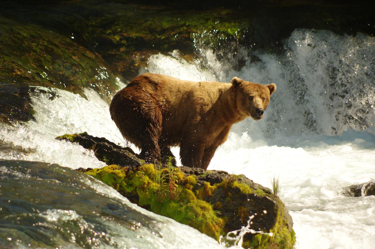 The same bear, bf32, photographed at a different time