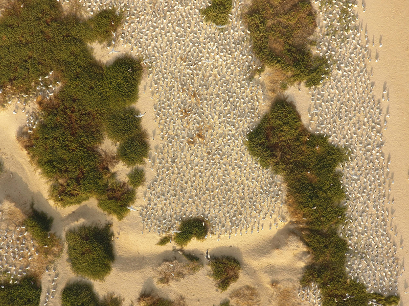 A seabird colony seen from a drone: thousands of nesting birds between patches of dune vegetation