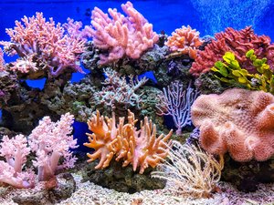 Coral Reefs Health Monitoring