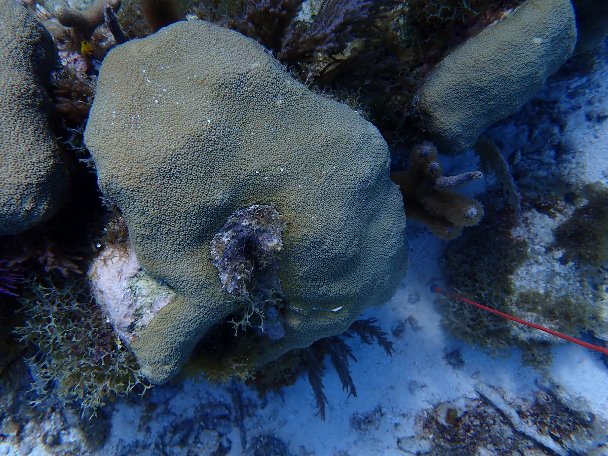 A coral reef sample