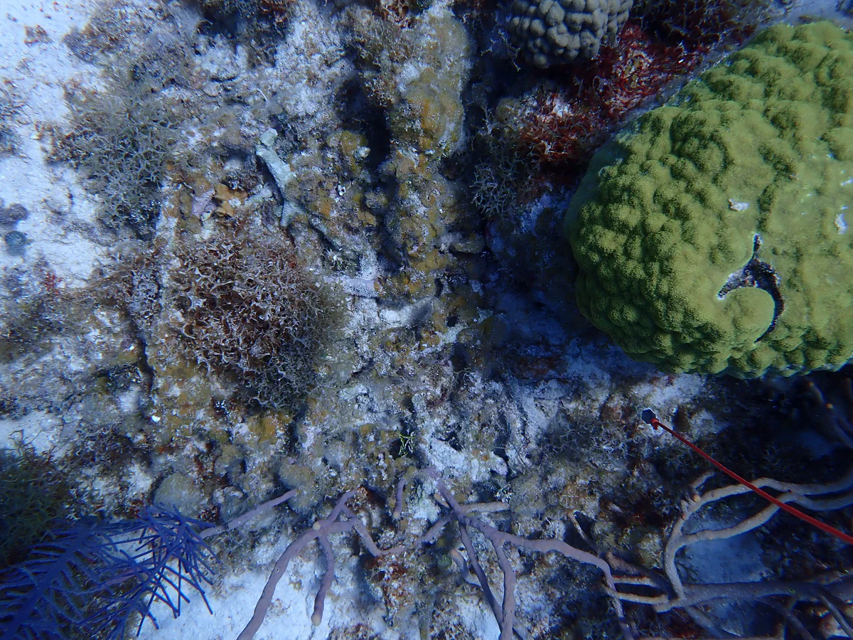 A coral reef sample