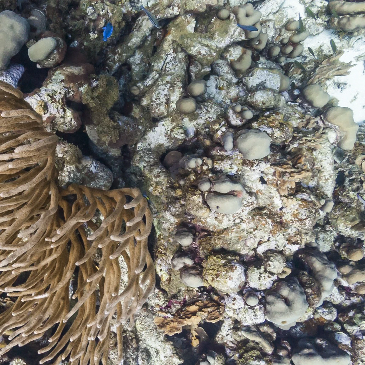 A coral reef sample