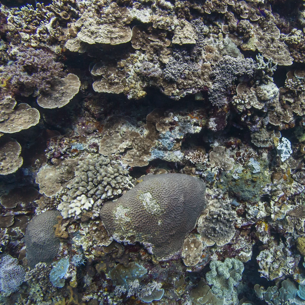 A coral reef sample