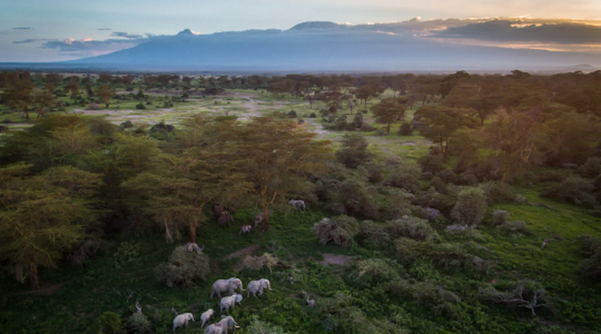 Elephants moving through green bush below Mount Kilimanjaro