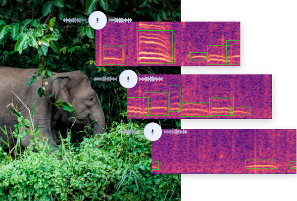 Forest Elephants Passive Acoustic Monitoring