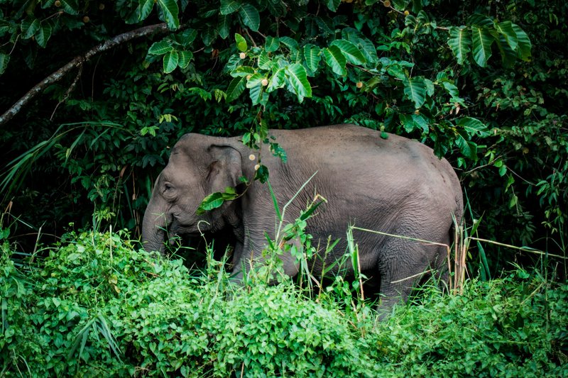 A forest elephant in the rainforest undergrowth