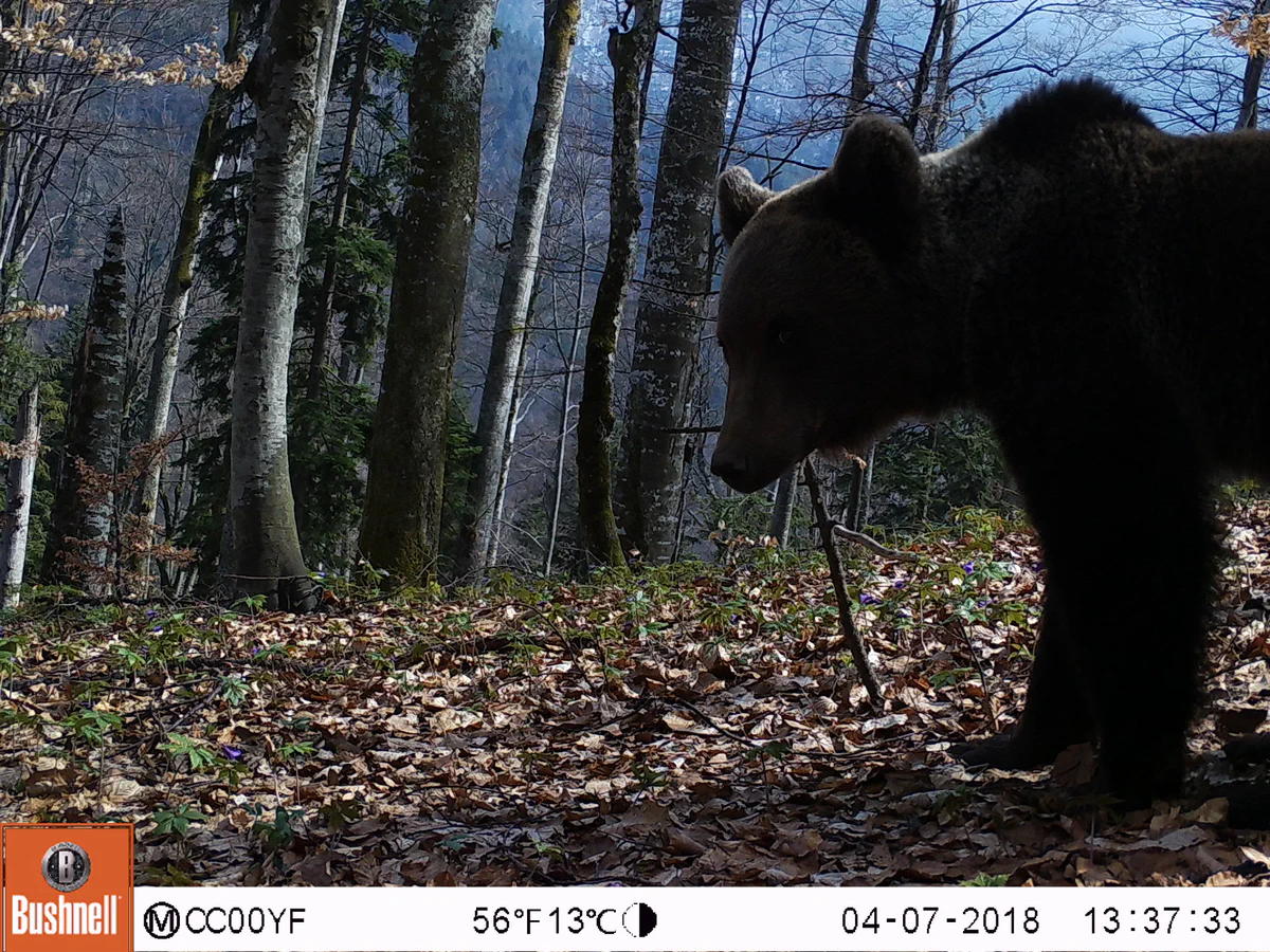 Camera trap bear picture