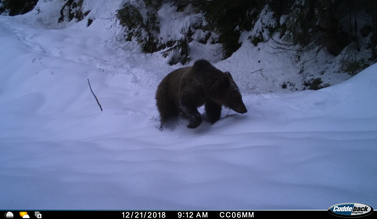 Camera trap bear picture