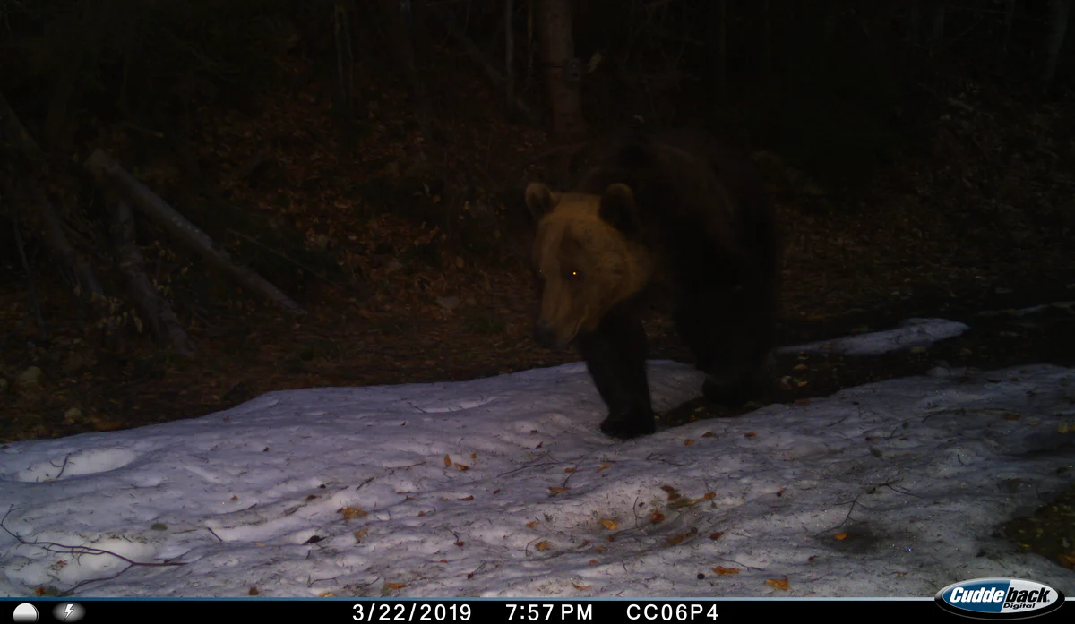 Camera trap bear picture