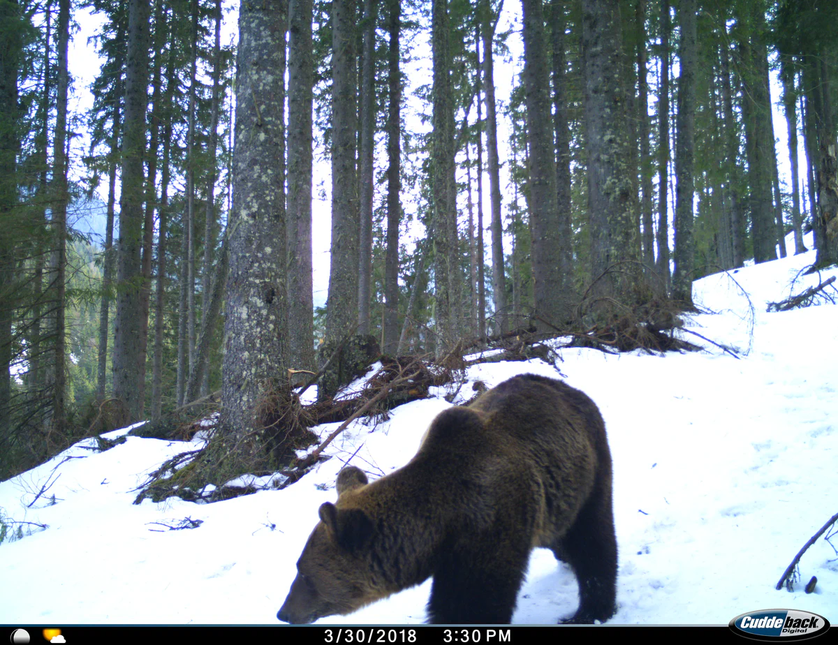 Camera trap bear picture