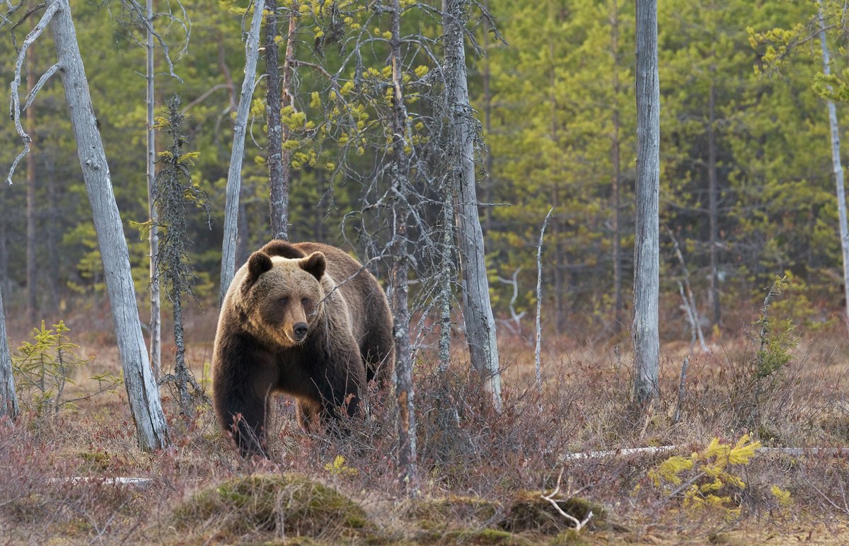 Bear Deterrence in the Carpathians