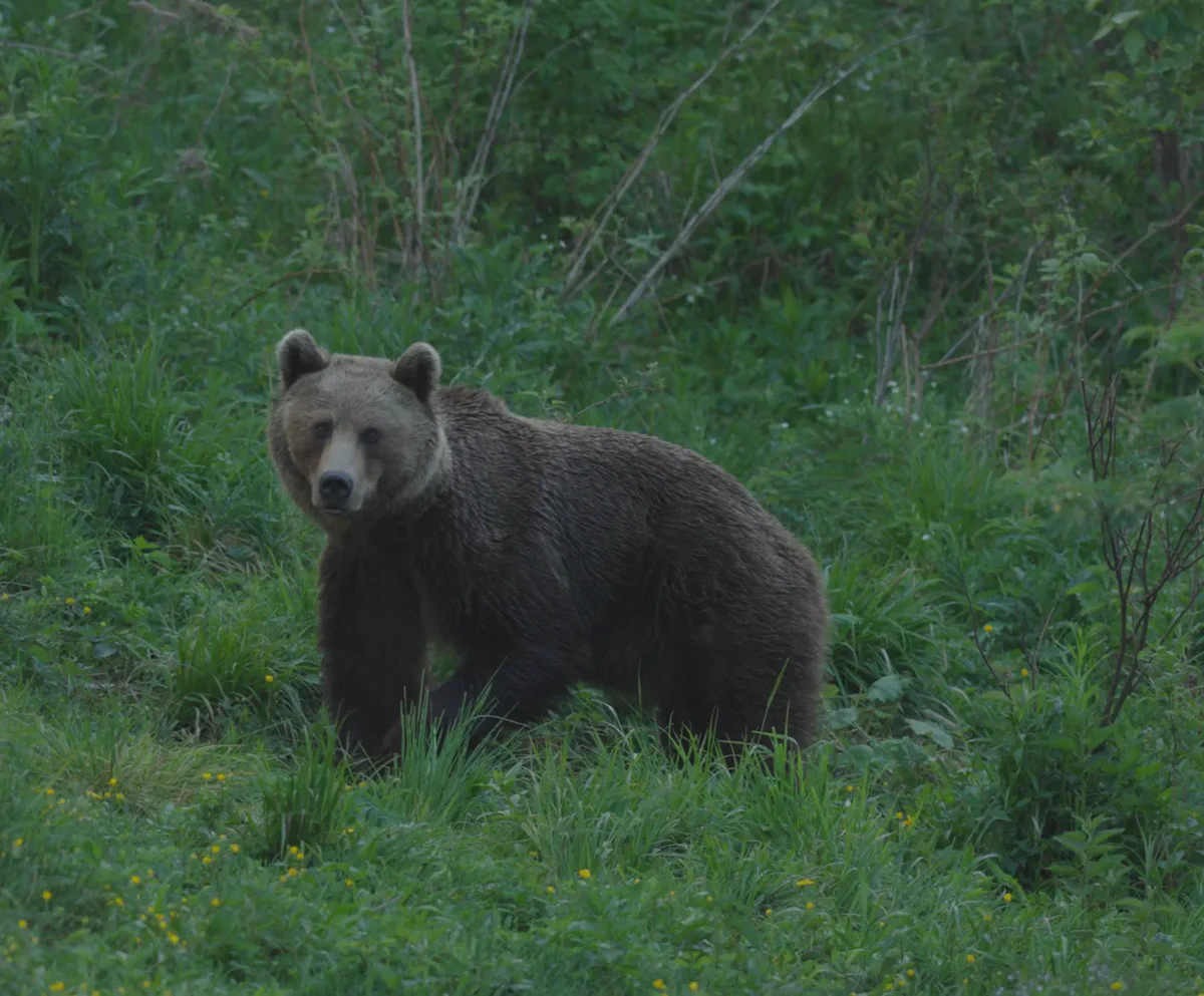Brown bear in a Carpathian meadow