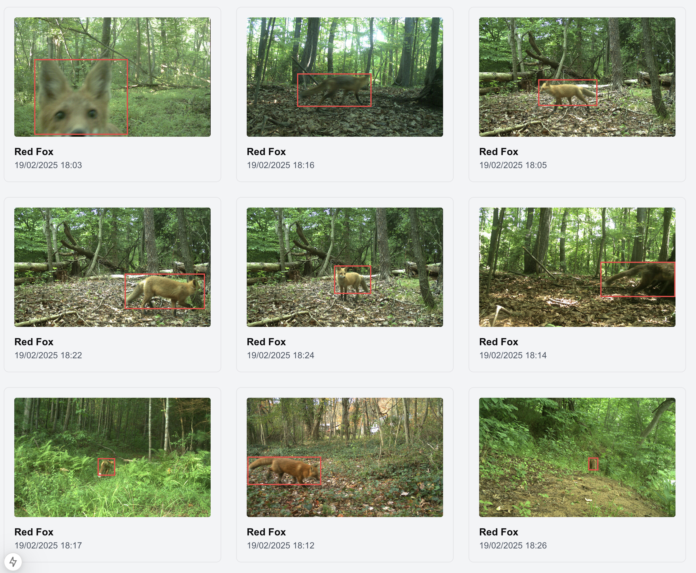 Bounding Boxes Grid of wildlife pictures with bounding boxes