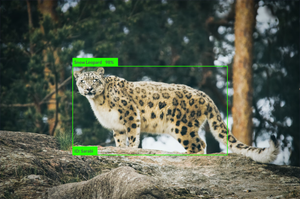 Snow Leopard Monitoring