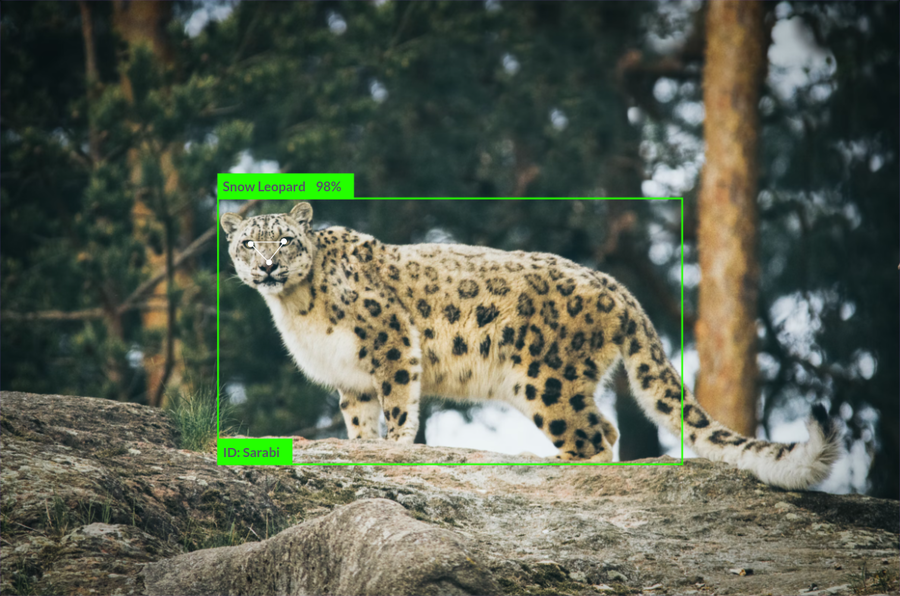 Snow Leopard Monitoring