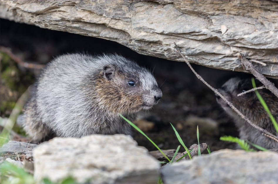 Grey Marmot Grey Marmot