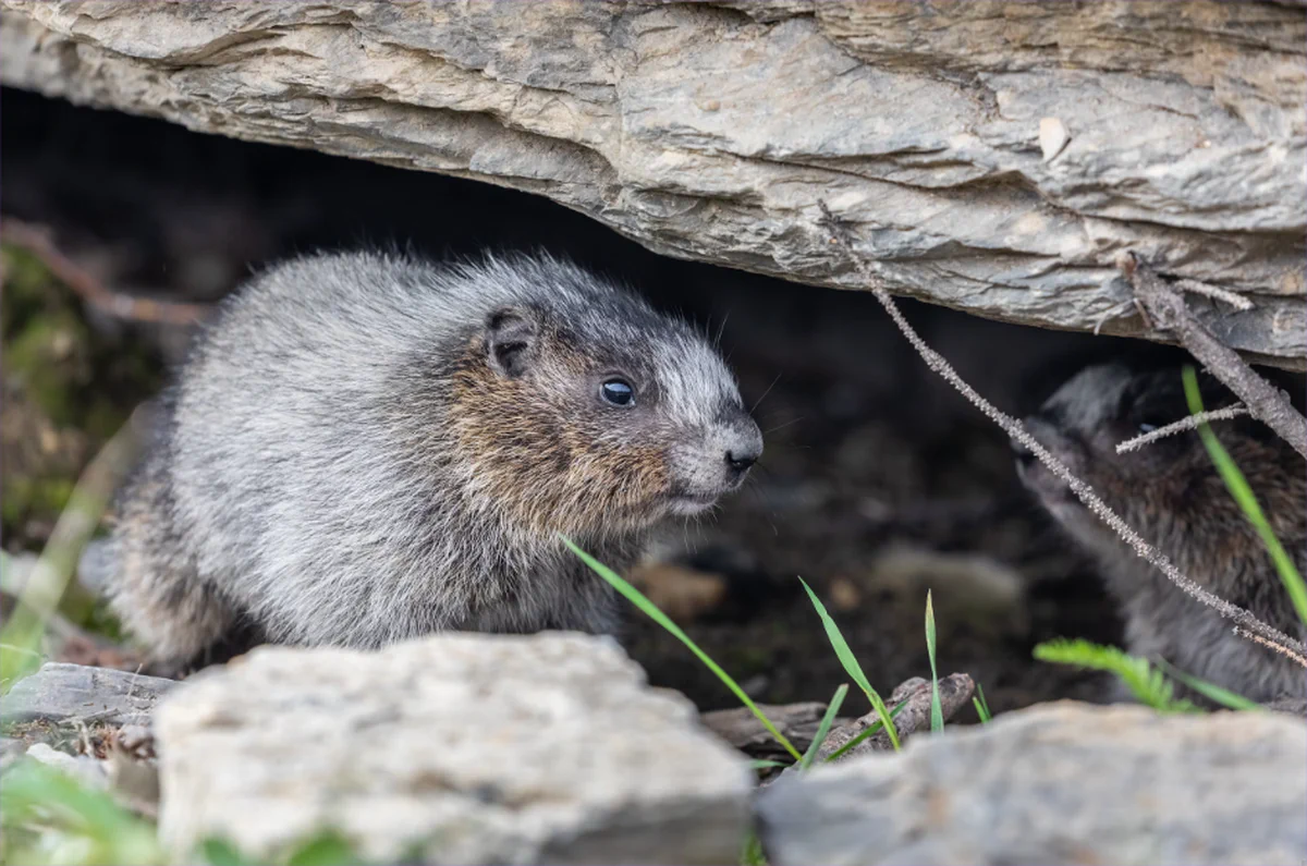 Grey Marmot