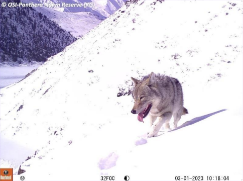 Grey Wolf Grey Wolf
