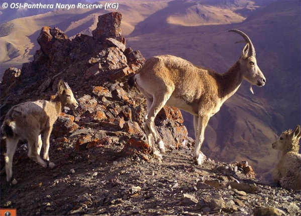 Ibex Ibex